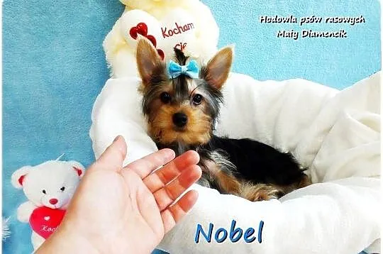 York Yorkshire Terrier Malutki Mini Piesek NOBEL z Rodowodem i Wyprawką, Lubuskie, Żary