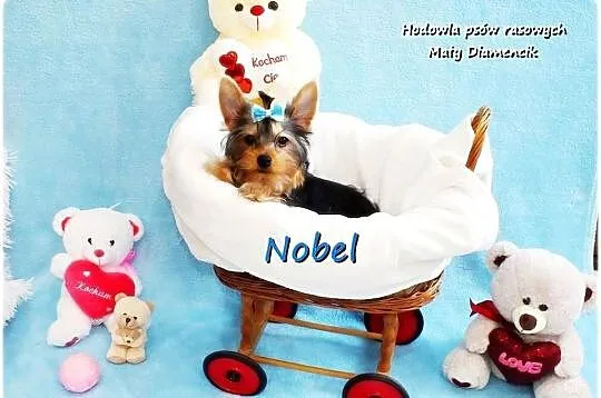 York Yorkshire Terrier Malutki Mini Piesek NOBEL z Rodowodem i Wyprawką, Lubuskie, Żary