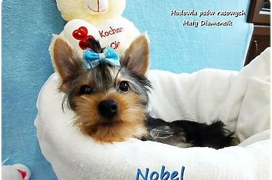 York Yorkshire Terrier Malutki Mini Piesek NOBEL z Rodowodem i Wyprawką, Lubuskie, Żary