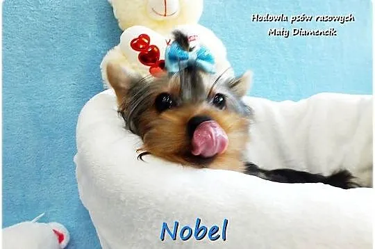 York Yorkshire Terrier Malutki Mini Piesek NOBEL z Rodowodem i Wyprawką, Lubuskie, Żary