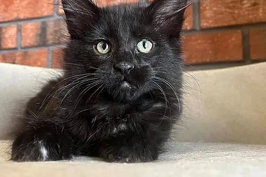 Kotka Maine Coon Lukrecja
