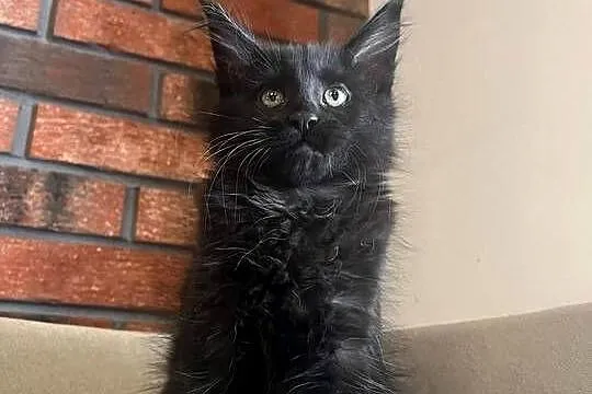 Kotka Maine Coon Lukrecja, Kujawsko-pomorskie, Szembruk