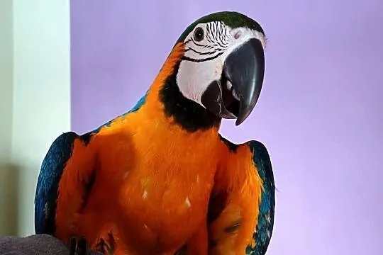 Ara ararauna pupil, Świętokrzyskie, Wiślica