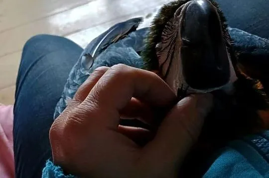 Ara ararauna pupil, Świętokrzyskie, Wiślica