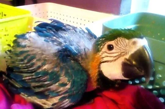 Ara ararauna pupil, Świętokrzyskie, Wiślica