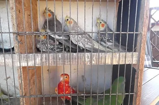 Sprzedam papugi górskie nierozłączki świergoty pory nimf oraz faliste papug, Wielkopolskie, Sługocinek