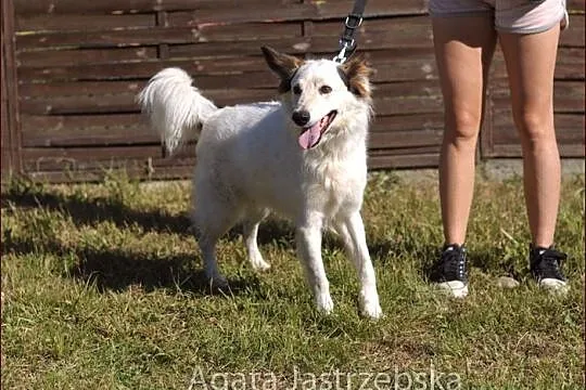 Puzel - biały elegant :)