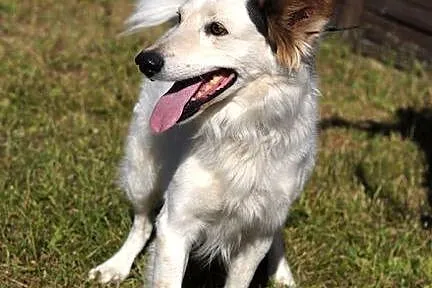 Puzel - biały elegant :)