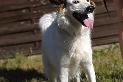 Puzel - biały elegant :)