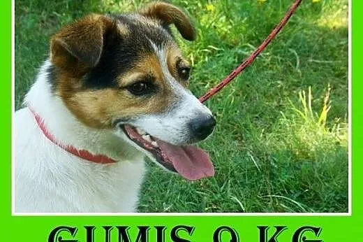 9kg,przyjazny,wesoły,towarzyski piesek GUMIŚ.Adopcja,  dolnośląskie Wrocław