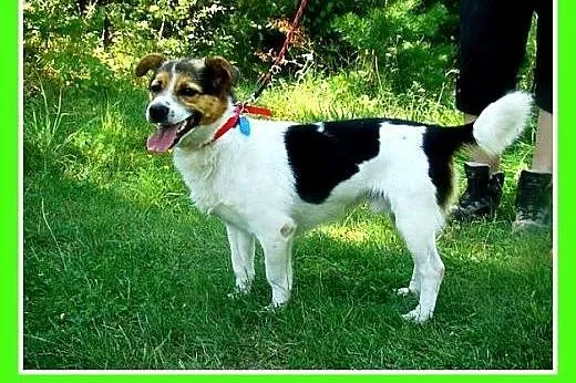 9kg,przyjazny,wesoły,towarzyski piesek GUMIŚ.Adopc