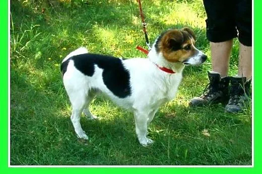 9kg,przyjazny,wesoły,towarzyski piesek GUMIŚ.Adopc