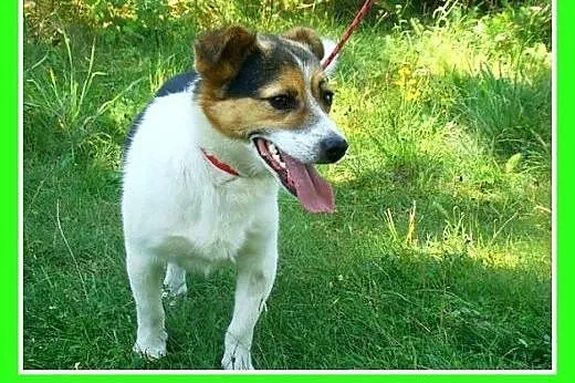 9kg,przyjazny,wesoły,towarzyski piesek GUMIŚ.Adopc