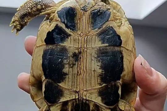 Samiec żółwia greckiego, Podkarpackie, Jabłonka