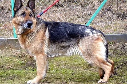 Fantastyczna Bona - mądra, fajna sunia :)