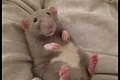 Szczurki DUMBO satin szczur cudowne maluszki z dom