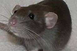 Szczurki DUMBO satin szczur cudowne maluszki z dom