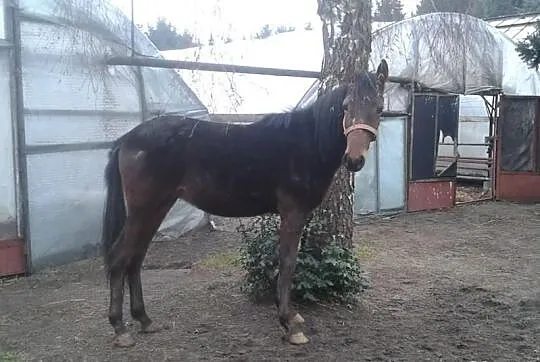 Sprzedam źrebaka