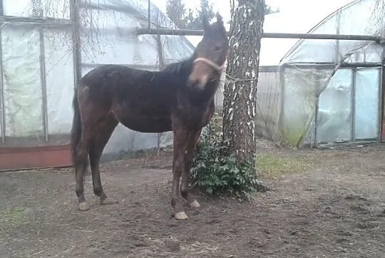 Sprzedam źrebaka
