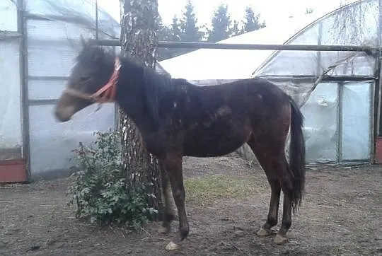 Sprzedam źrebaka