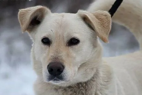 Ciastek w typie labradora czeka na dom,  mazowieckie Nowy Dwór Mazowiecki