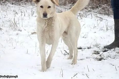 Ciastek w typie labradora czeka na dom,  mazowieck