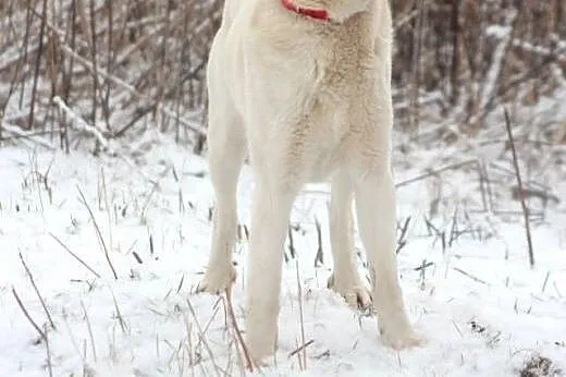 Ciastek w typie labradora czeka na dom,  mazowieck