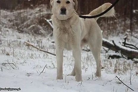 Ciastek w typie labradora czeka na dom,  mazowieck