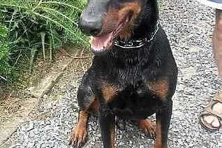 Doberman do pilnej adopcji,  śląskie Katowice