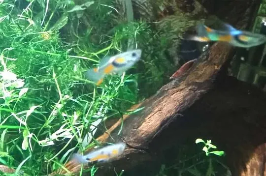 Młode gupiki samce, samczyki 2-3 cm, pomarańczowe. Z domowego akwarium, Lubuskie, Gorzów Wielkopolski