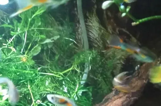 Młode gupiki samce, samczyki 2-3 cm, pomarańczowe. Z domowego akwarium, Lubuskie, Gorzów Wielkopolski