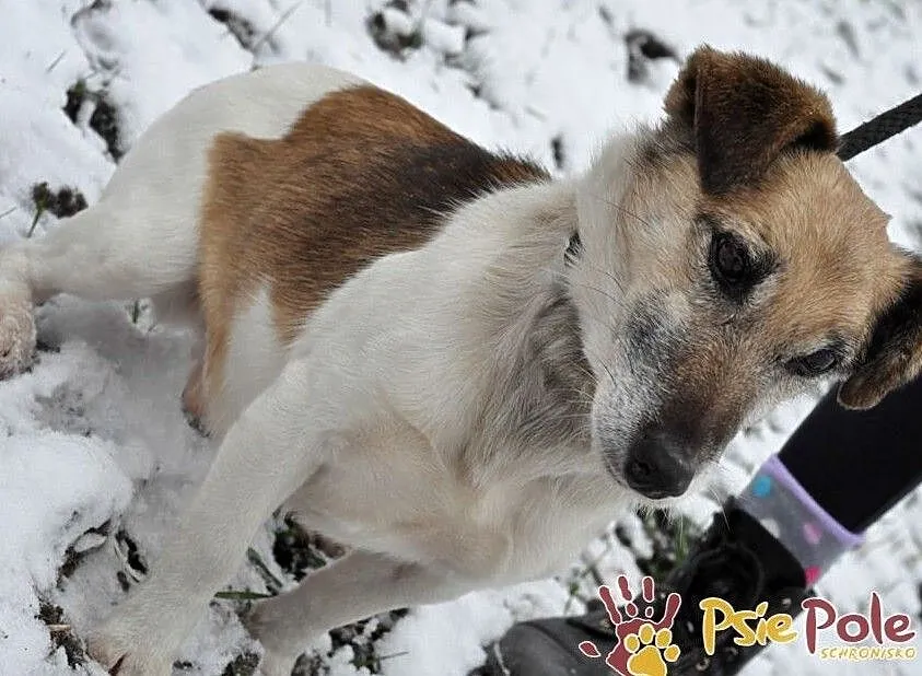 ZARYSEK-wesoły piesek w łatki, mix jack Russell terrier-szukamy domu, Małopolskie, Kraków