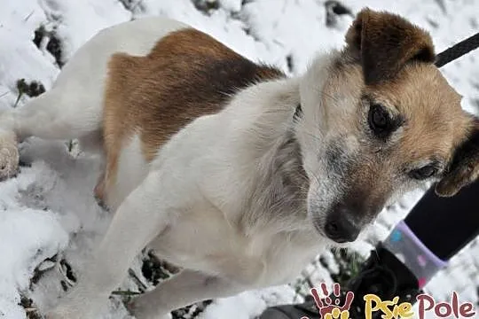 ZARYSEK-wesoły piesek w łatki, mix jack Russell terrier-szukamy domu, Małopolskie, Kraków