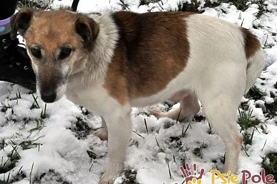 ZARYSEK-wesoły piesek w łatki, mix jack Russell terrier-szukamy domu, Małopolskie, Kraków