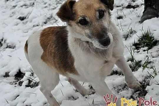 ZARYSEK-wesoły piesek w łatki, mix jack Russell terrier-szukamy domu, Małopolskie, Kraków