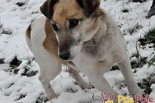 ZARYSEK-wesoły piesek w łatki, mix jack Russell terrier-szukamy domu, Małopolskie, Kraków