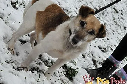 ZARYSEK-wesoły piesek w łatki, mix jack Russell terrier-szukamy domu, Małopolskie, Kraków