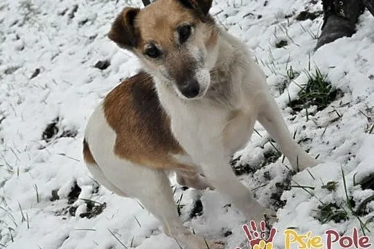 ZARYSEK-wesoły piesek w łatki, mix jack Russell terrier-szukamy domu, Małopolskie, Kraków