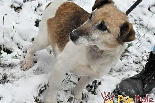 ZARYSEK-wesoły piesek w łatki, mix jack Russell terrier-szukamy domu, Małopolskie, Kraków