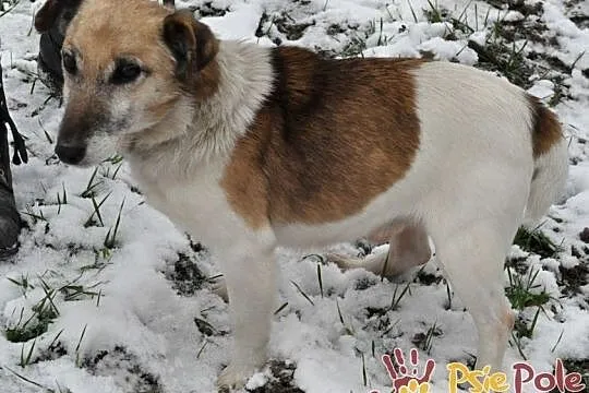ZARYSEK-wesoły piesek w łatki, mix jack Russell terrier-szukamy domu, Małopolskie, Kraków