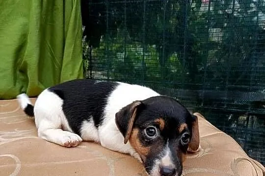 Wzorcowe Jack Russell gładki piękny exterrier rodzice FCI, Opolskie, Krapkowice