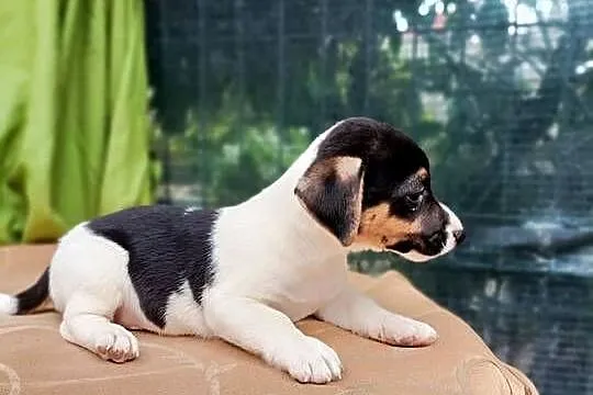 Wzorcowe Jack Russell gładki piękny exterrier rodzice FCI, Opolskie, Krapkowice