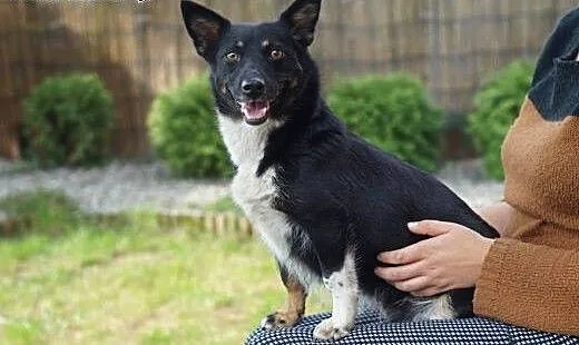 Mrówka - cudna MALEŃKA sunia do pilnej adopcji,,