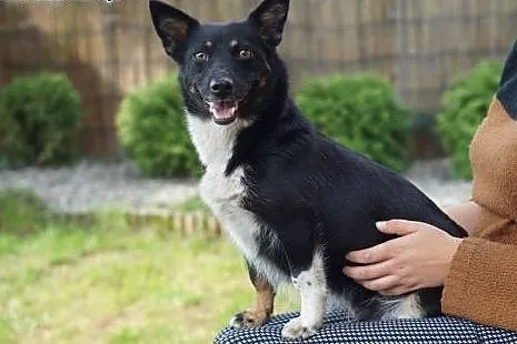 Mrówka - cudna MALEŃKA sunia do pilnej adopcji,,  