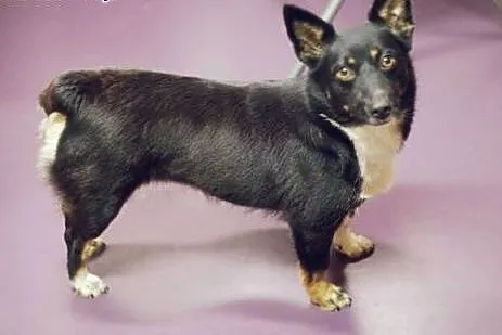 Mrówka - cudna MALEŃKA sunia do pilnej adopcji,,  