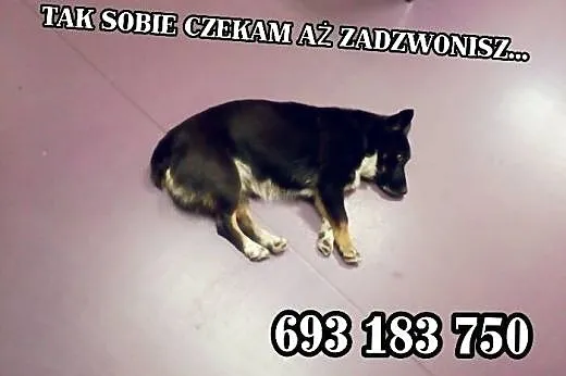 Mrówka - cudna MALEŃKA sunia do pilnej adopcji,,  