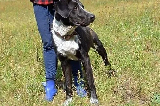 Wielki, piękny Brytan czeka na dom :),  warmińsko-