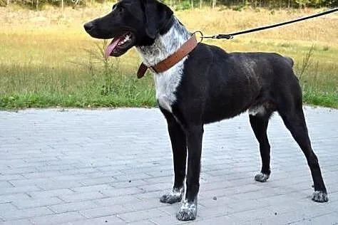 Wielki, piękny Brytan czeka na dom :),  warmińsko-
