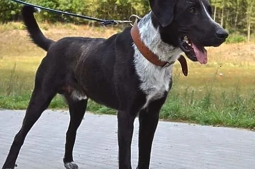 Wielki, piękny Brytan czeka na dom :),  warmińsko-
