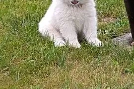 Samoyed- szczeniaki